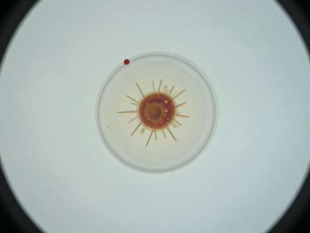 脱水后显微镜检寄生虫？控制喂食频率防感染