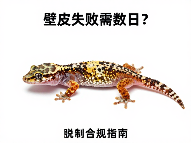 壁虎蜕皮失败需数日？行动迟缓是预兆，脱水急救指南