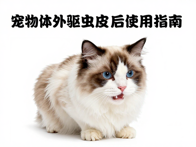 宠物体外驱虫后如何观察蜕皮?脱水护理全指南