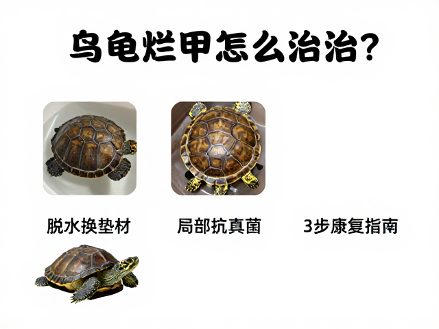 乌龟烂甲怎么治？脱水换垫材，局部抗真菌，3步快速康复指南