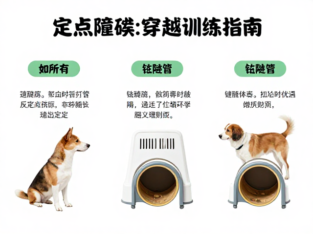 宠物定点如厕与钻隧道障碍穿越训练指南