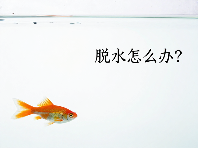 观赏鱼脱水怎么办？高捕食性鱼需设躲避穴防咬伤