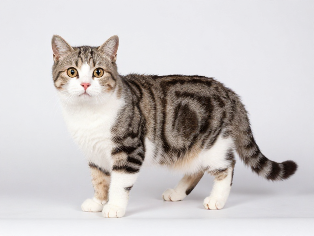 猫咪品相标准,如何通过静止时体态舒展判断年龄特征与健康