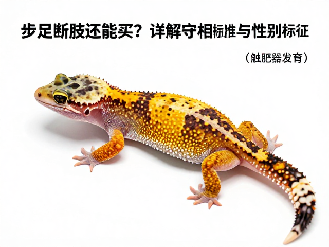 步足断肢还能买？详解守宫品相标准与性别特征（触肢器发育）鉴别