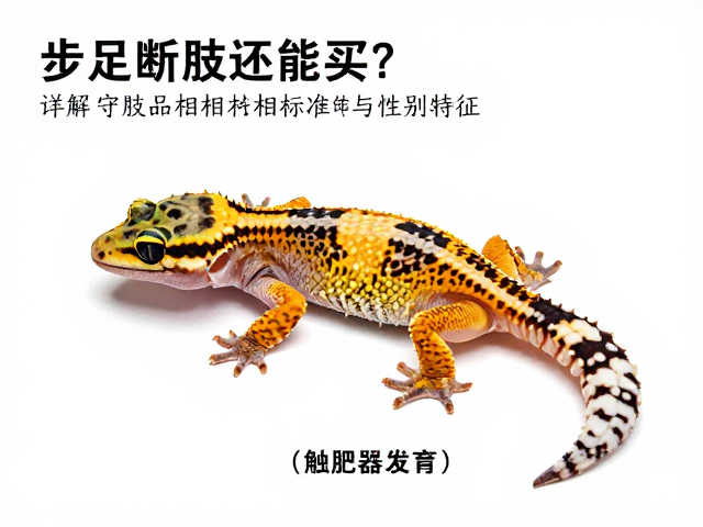 步足断肢还能买?详解守宫品相标准与性别特征(触肢器发育)鉴别