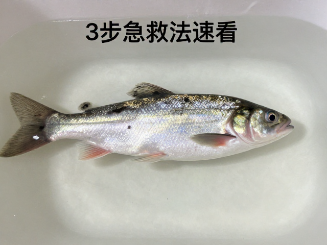 鱼身起白霉黑斑？水温过低引发脱水，3步急救法速看