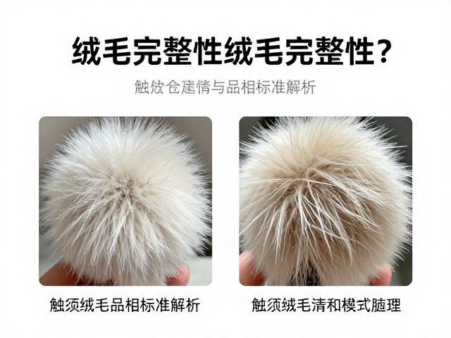 如何检查绒毛完整性？触须绒毛清晰与品相标准全解析