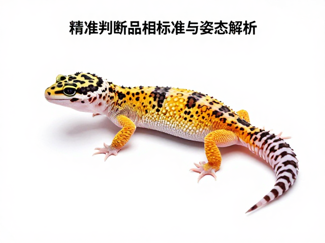 豹纹守宫品相标准与姿态解析，如何通过蜕皮次数精准判断年龄