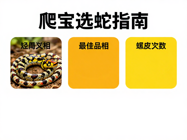 爬宠选蛇指南，高色彩对比度与最佳品相标准，关注蜕皮次数避坑