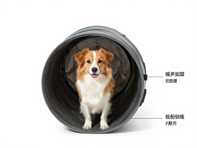 狗狗定点如厕,噪音脱敏,钻隧道训练指南