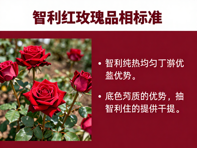 智利红玫瑰品相标准，底色纯正均匀，挑选优质玫瑰指南