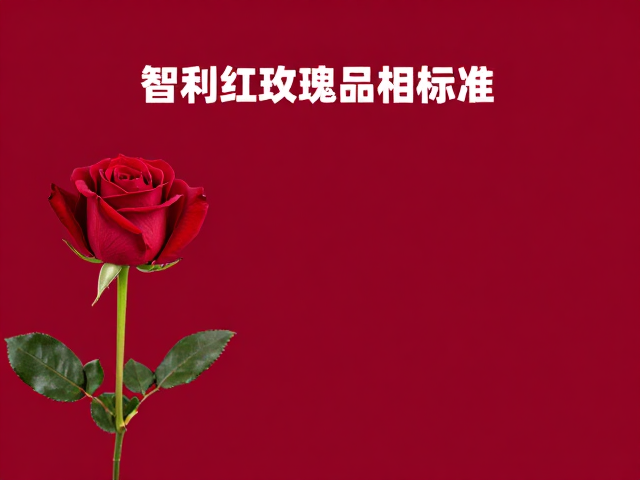 智利红玫瑰品相标准,底色纯正均匀,挑选优质玫瑰指南