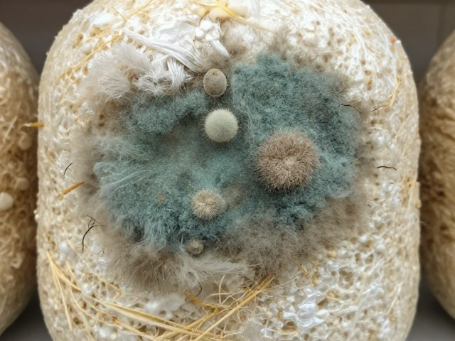 菌包长霉？先脱水再调温湿度，真菌孢子防不胜防