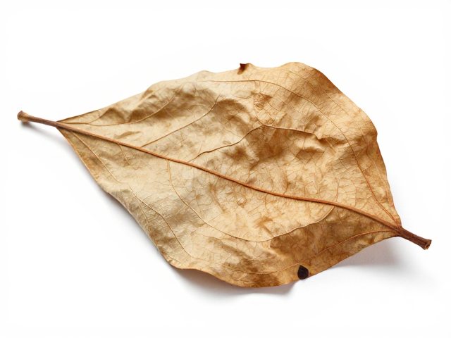 植物脱水怎么救?控湿,隔离治疗,让枯叶回春