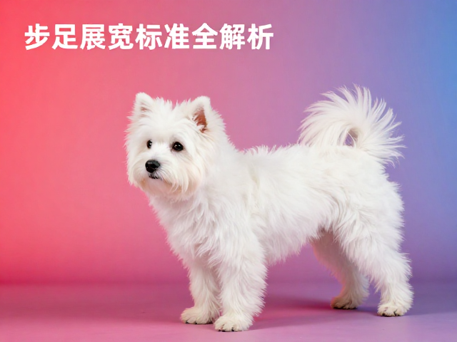 步足展宽与色彩对比度,宠物品相标准全解析