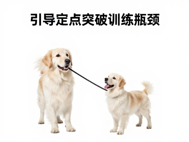 狗狗定点如厕总失败?用引导棒轻松突破训练瓶颈