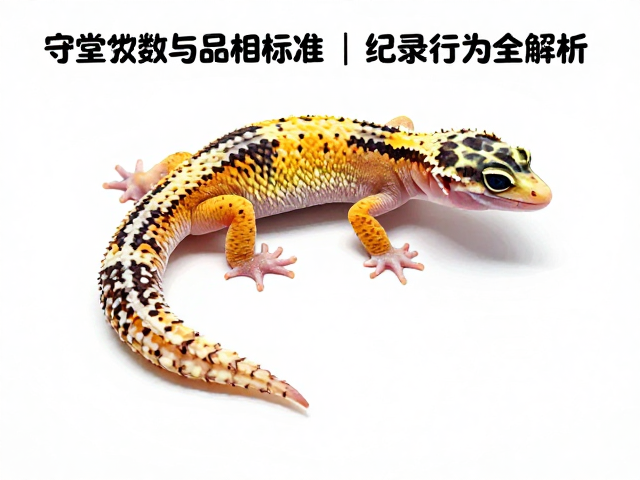 守宫蜕皮次数与品相标准，视频记录行为全解析