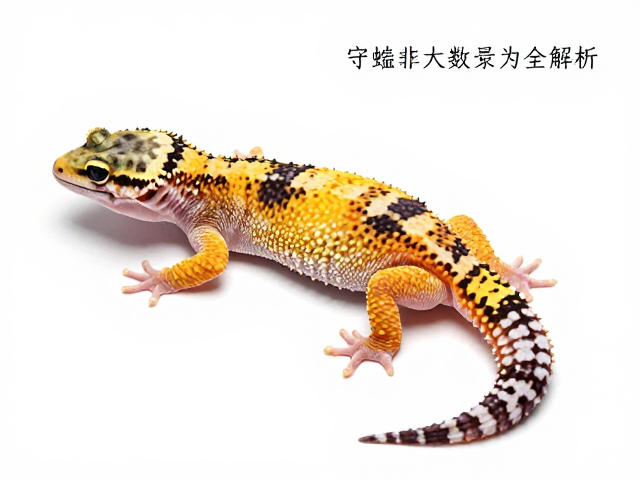 守宫蜕皮次数与品相标准，视频记录行为全解析