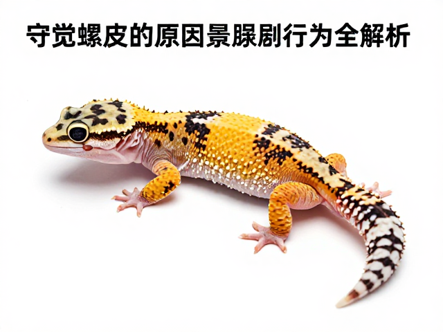 守宫蜕皮次数与品相标准，视频记录行为全解析