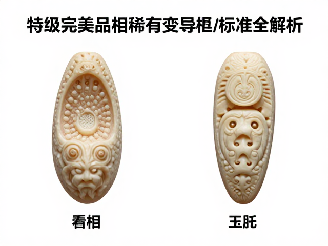 幼体色泽较淡如何挑？特级完美品相与稀有变异品相标准全解析