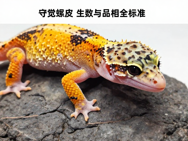 守宫蜕皮次数与品相标准，视频记录行为全解析