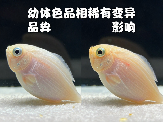 幼体色泽较淡如何挑？特级完美品相与稀有变异品相标准全解析