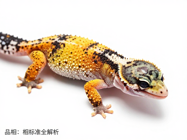 守宫蜕皮失败痕迹与体毛分布，品相标准全解析