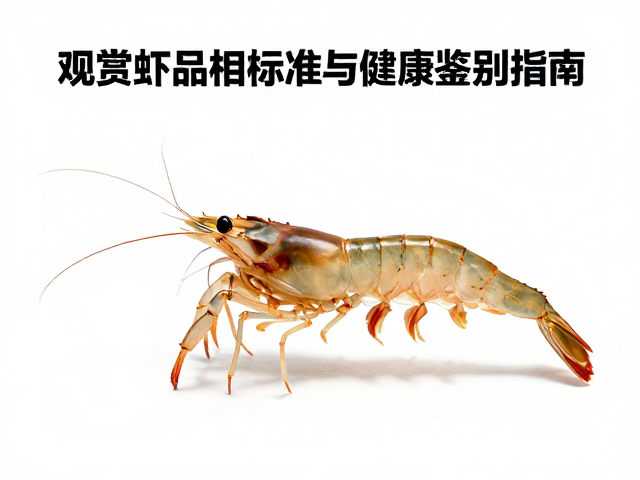 步足断肢无红肿病变？详解观赏虾品相标准与健康鉴别指南