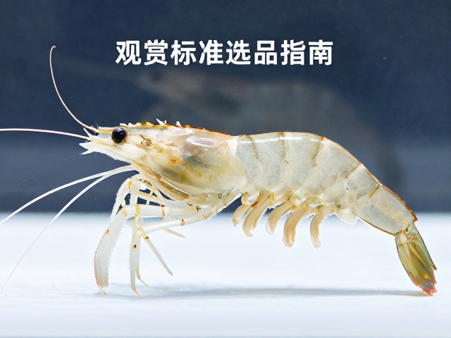 观赏虾选品指南，触须绒毛清晰、底色纯净的极品品相标准解析
