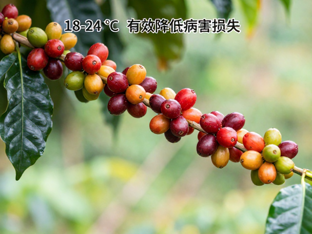 卡蒂姆咖啡,18-24℃年均温种植,有效降低病害损失