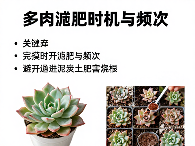 肥料选择与具体施用方法