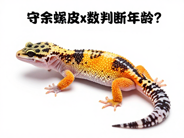 守宫蜕皮次数判断年龄？严格品相标准与品种鉴别指南