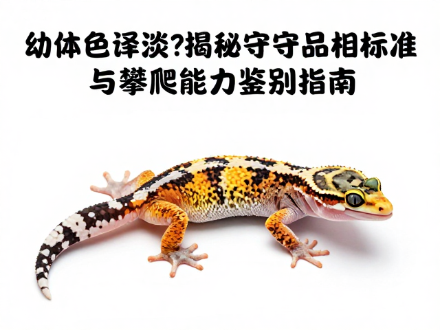 幼体色泽淡?揭秘守宫品相标准与攀爬能力鉴别指南