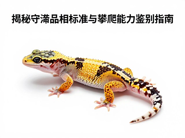幼体色泽淡？揭秘守宫品相标准与攀爬能力鉴别指南