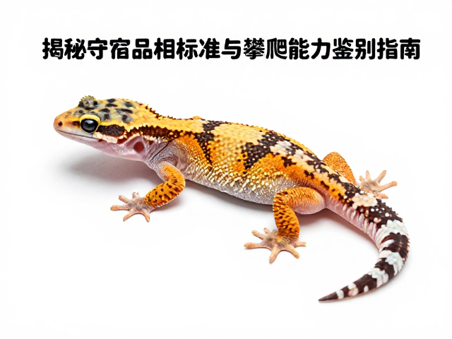 幼体色泽淡?揭秘守宫品相标准与攀爬能力鉴别指南