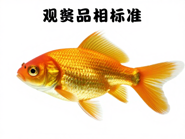 观赏鱼品相标准,金色分布均匀且静止体态舒展的选购指南
