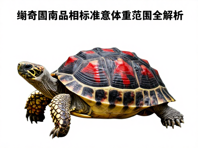 缅甸陆龟品相标准,腹部背面红斑鲜艳度与体重范围全解析
