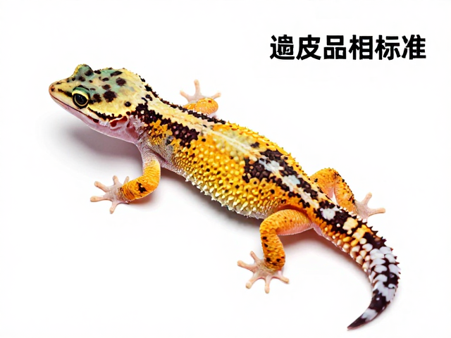 守宫品相标准,蜕皮次数与无断肢残缺的鉴别指南