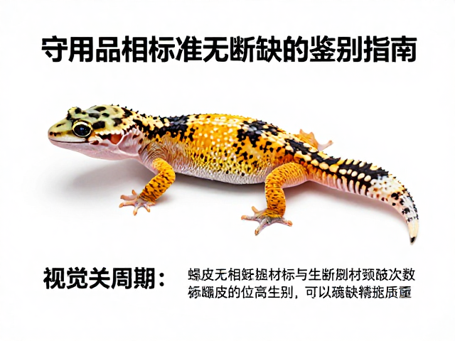 守宫品相标准,蜕皮次数与无断肢残缺的鉴别指南