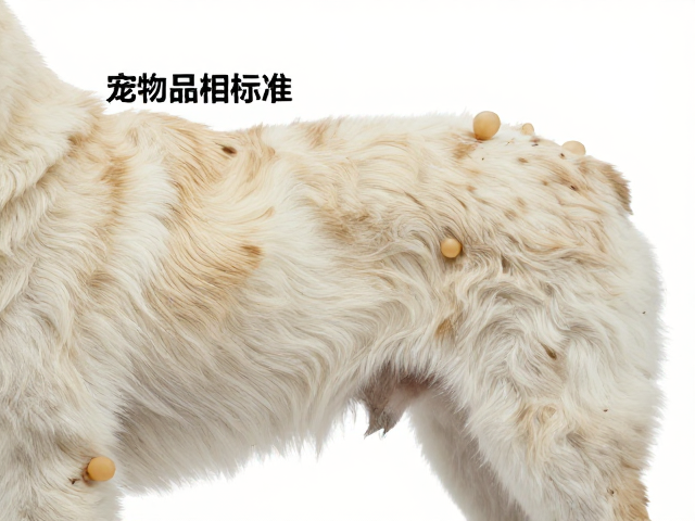 宠物品相标准，体表无异常斑点与体毛分布状态详解