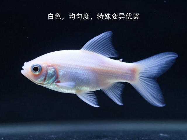 观赏鱼白化蓝巴品相标准,如何通过体色均匀度判断特殊变异优劣