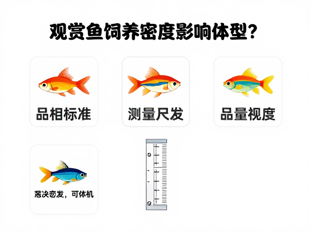 观赏鱼饲养密度影响体型？详解品相标准与测量尺用法