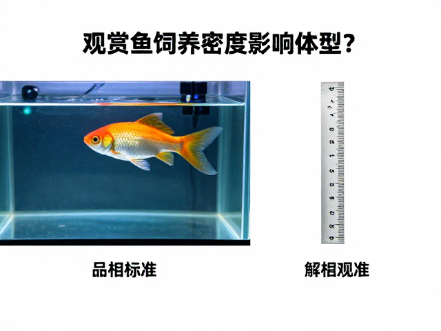 观赏鱼饲养密度影响体型？详解品相标准与测量尺用法