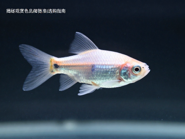 人工选育色型幼体色泽较淡？揭秘观赏鱼品相标准与选购指南