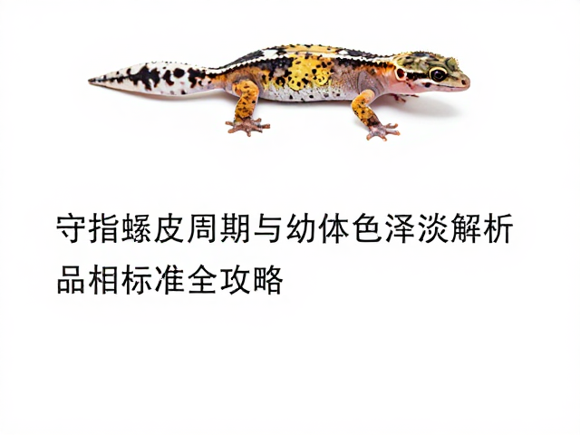 守宫蜕皮周期与幼体色泽淡解析，品相标准全攻略