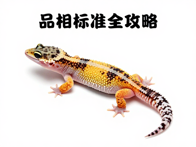 守宫蜕皮周期与幼体色泽淡解析,品相标准全攻略