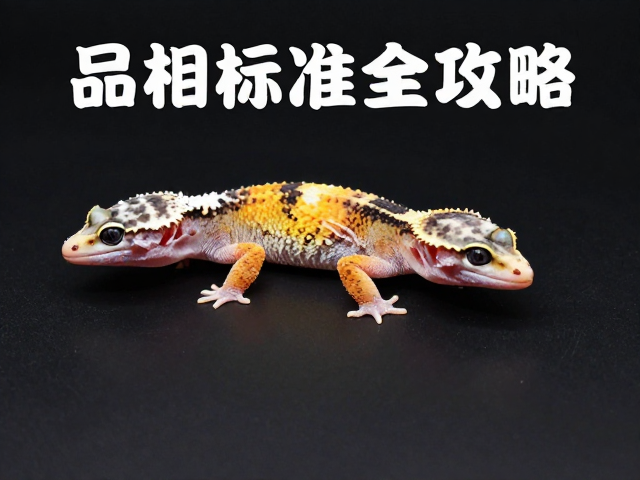 守宫蜕皮周期与幼体色泽淡解析,品相标准全攻略