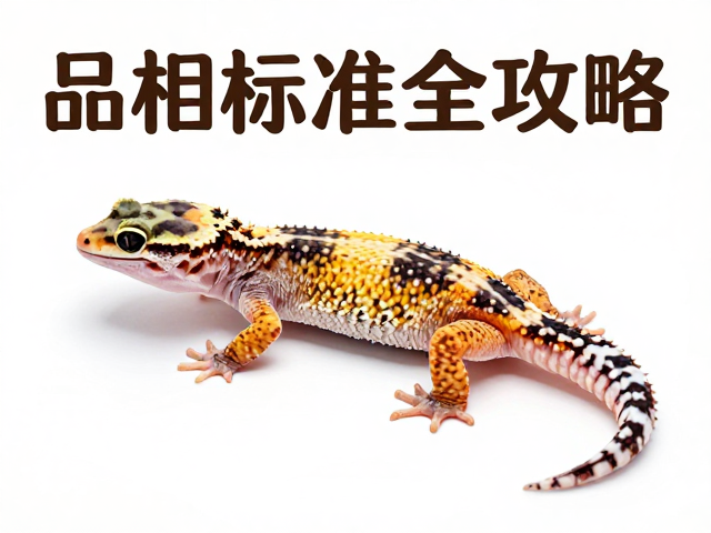 守宫蜕皮周期与幼体色泽淡解析,品相标准全攻略
