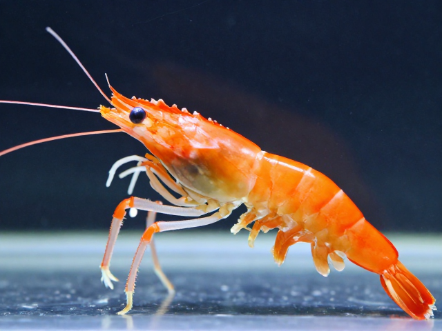 如何挑选步足展宽、眼色鲜艳无浑浊的高品相观赏虾？