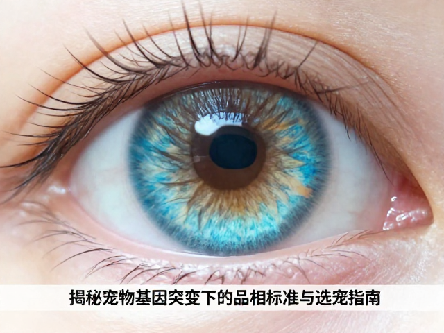 眼色鲜艳无浑浊！揭秘宠物基因突变下的品相标准与选宠指南